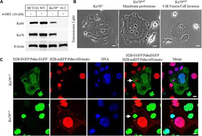 Deficiency of Ku Induces Host Cell Exploitation in Human Cancer Cells